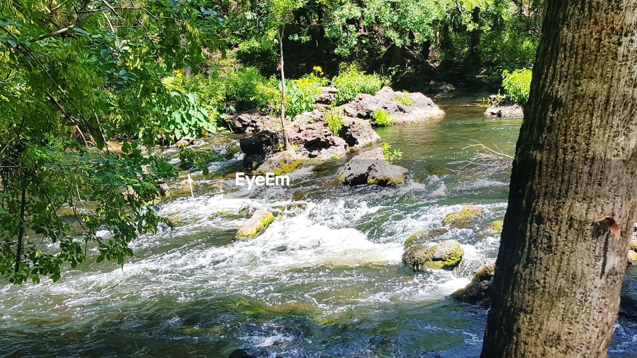 SCENIC VIEW OF RIVER AMIDST TREES IN FOREST