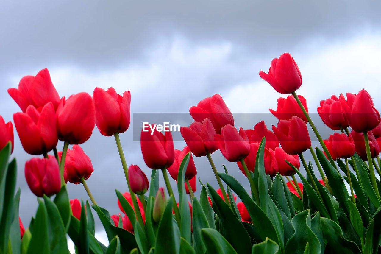 CLOSE-UP OF RED TULIP FLOWERS IN FIELD