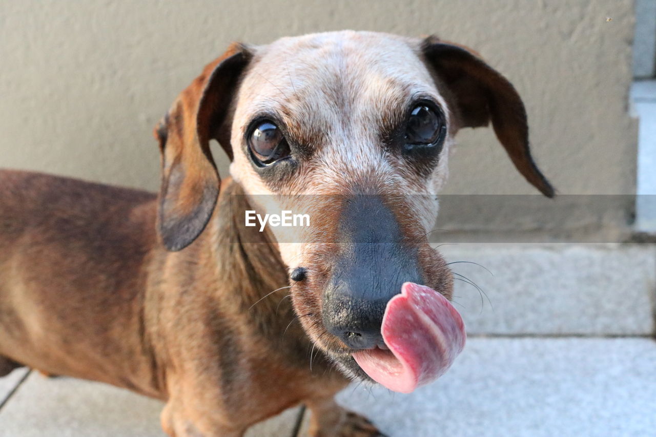 Close-up portrait of dog standing on street