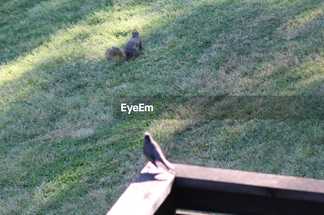 HIGH ANGLE VIEW OF BIRD ON FIELD