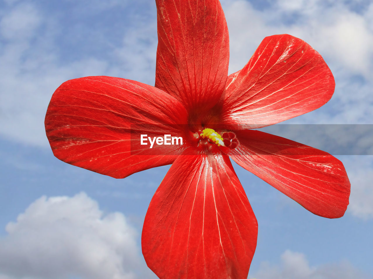 Low angle view of red flower against sky
