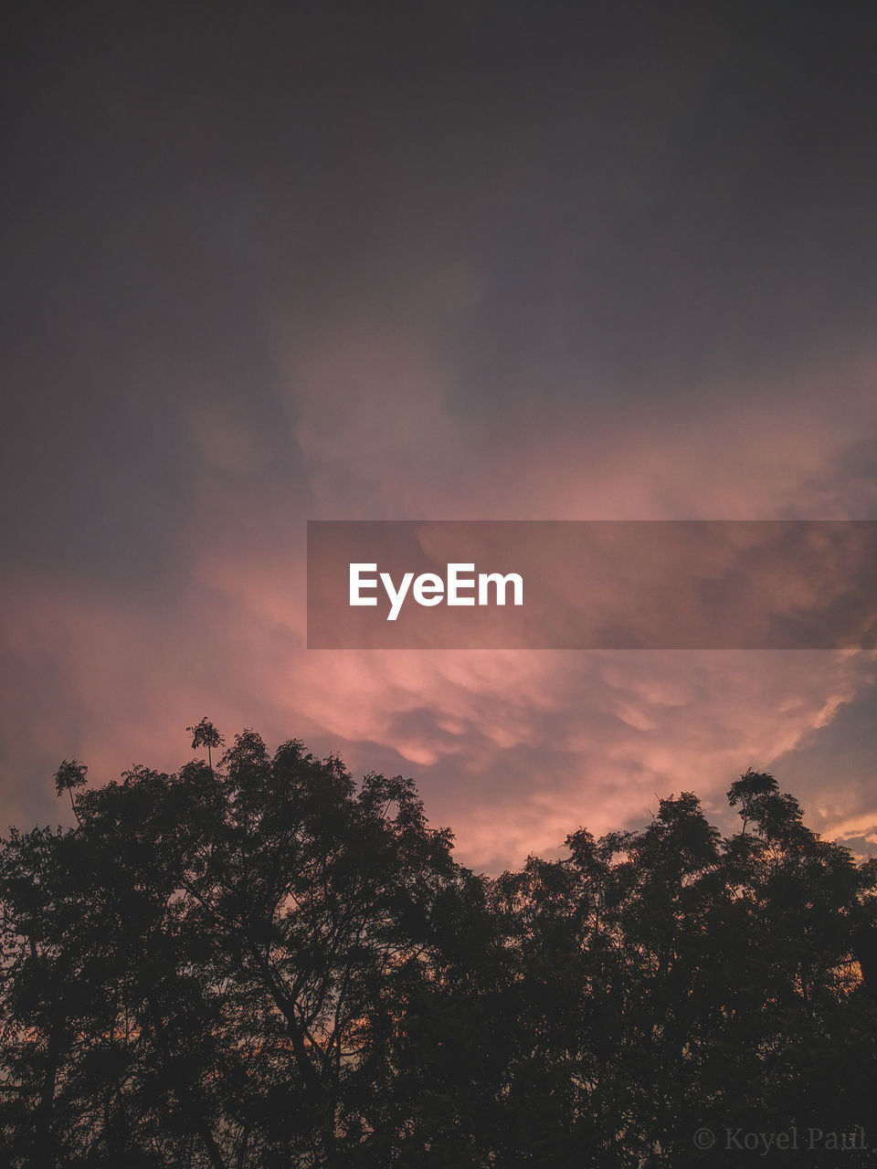 LOW ANGLE VIEW OF TREES AGAINST DRAMATIC SKY