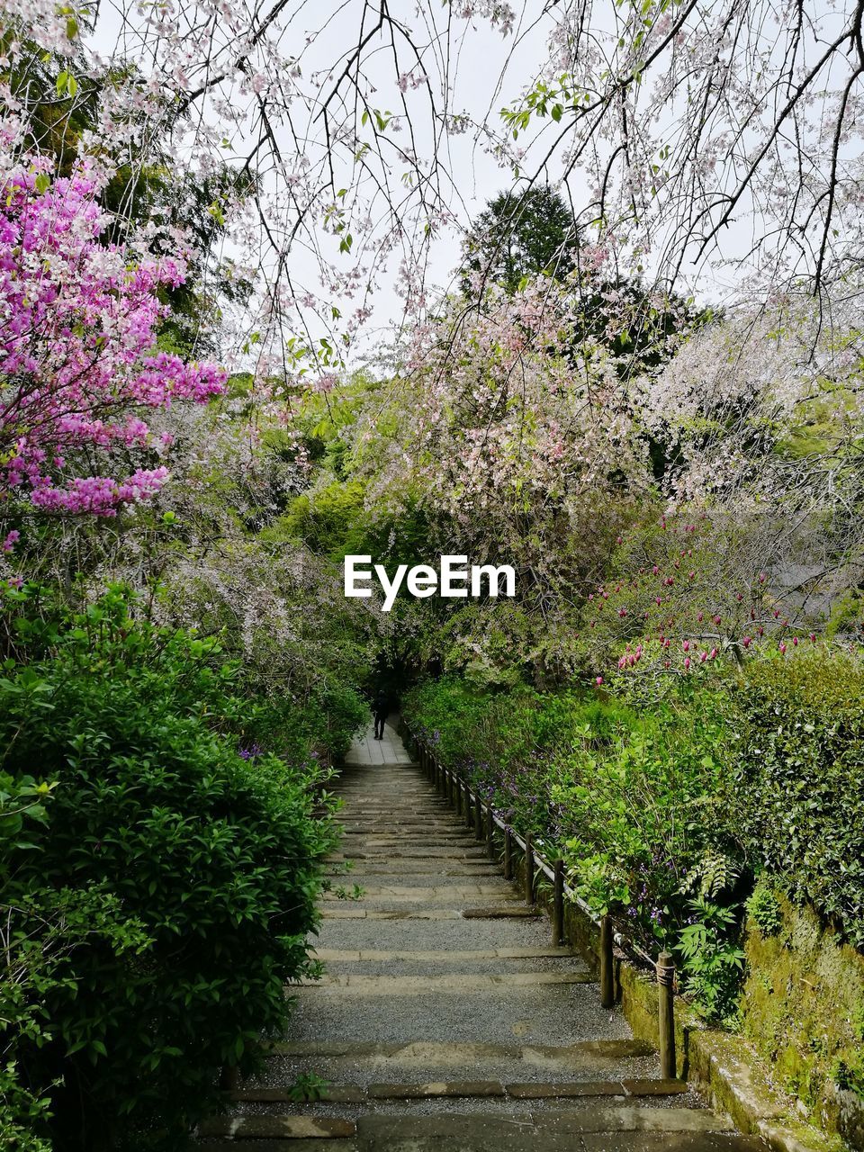 PLANTS GROWING BY TREES AGAINST SKY