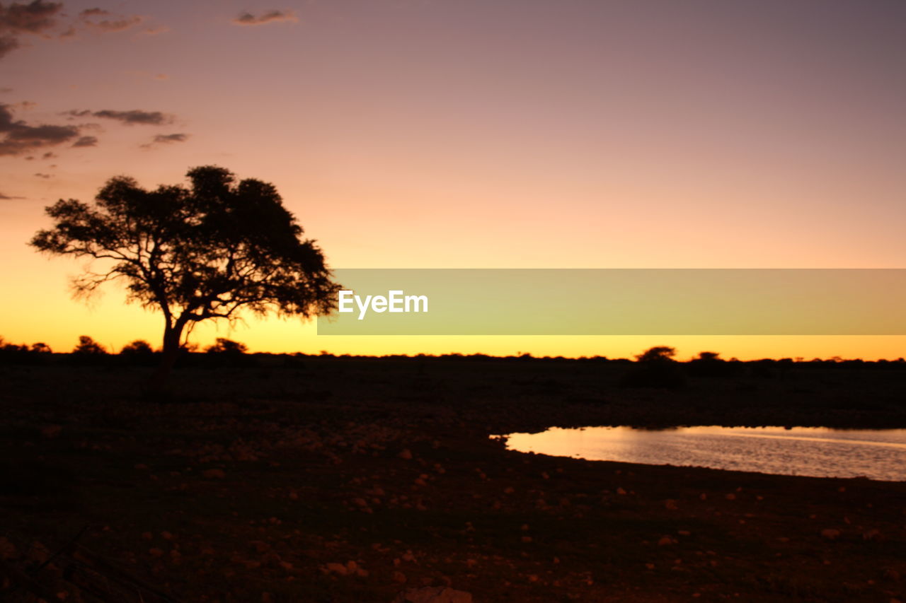SILHOUETTE TREES ON FIELD AGAINST ORANGE SKY