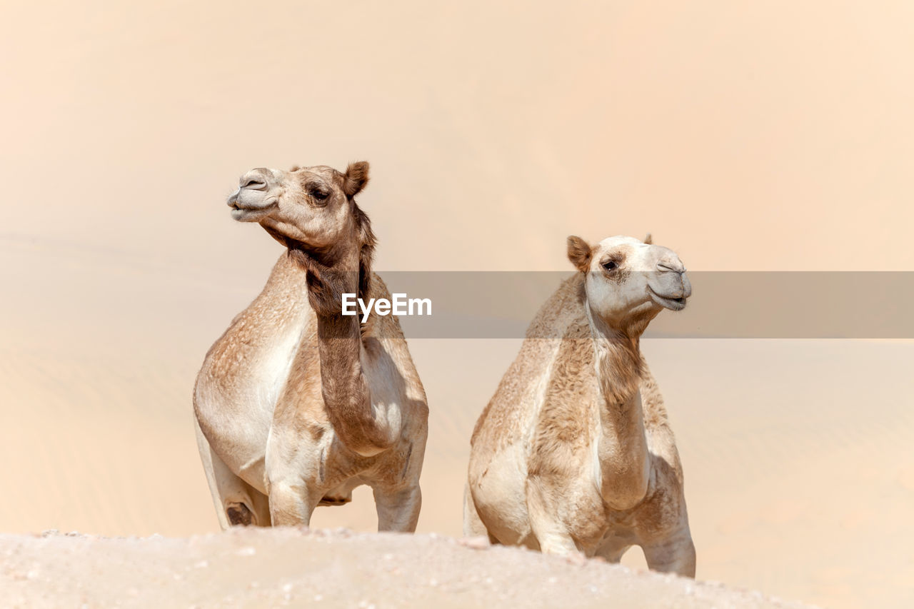 Two middle eastern camels in the desert