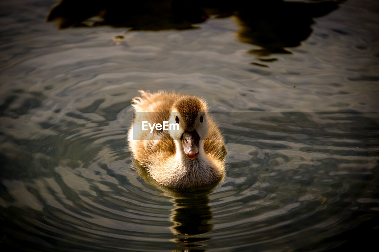 High angle view of duck swimming in lake