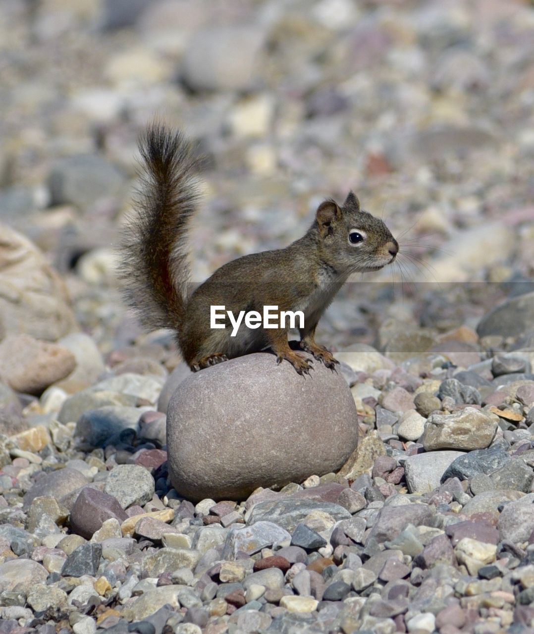 animal, animal themes, solid, animal wildlife, one animal, rock, rodent, animals in the wild, rock - object, stone - object, mammal, close-up, no people, vertebrate, squirrel, nature, day, stone, focus on foreground, pebble