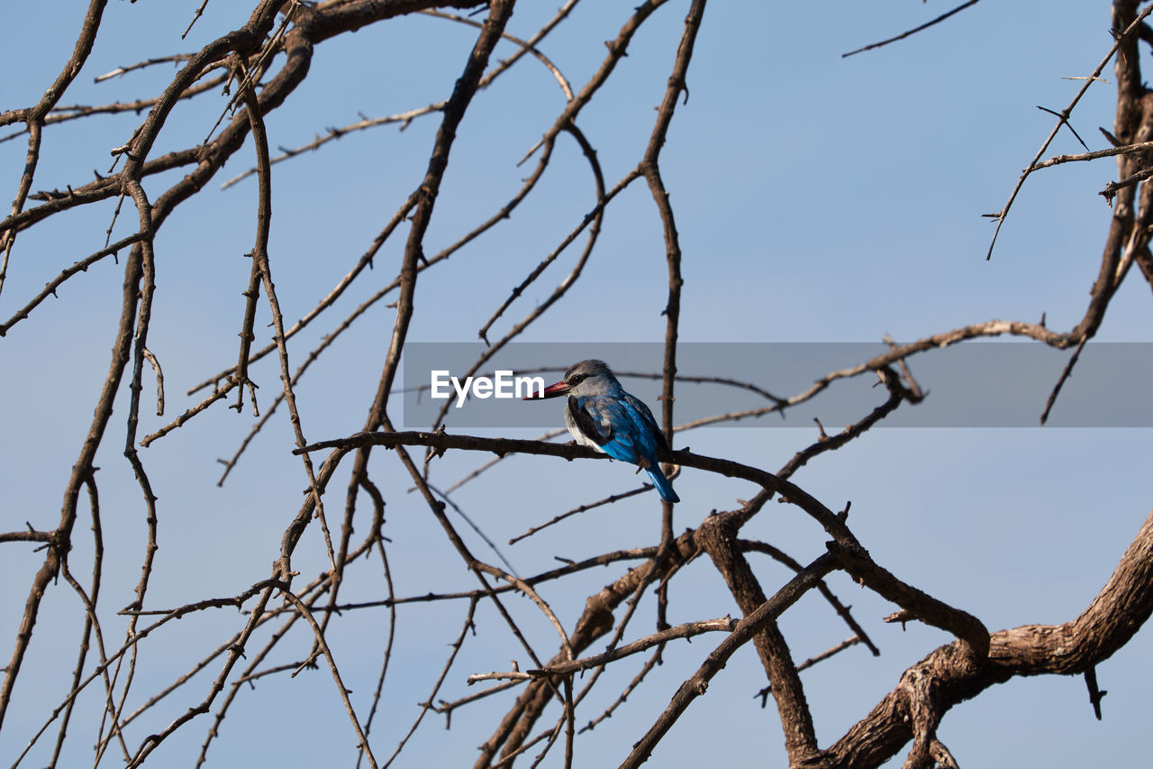 The woodland kingfisher in a tree