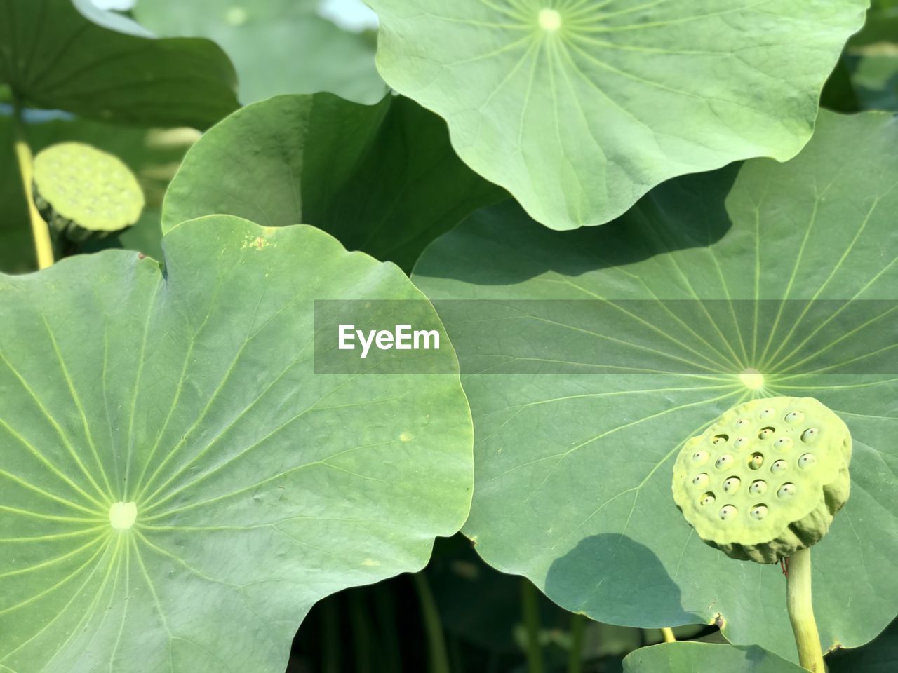 CLOSE-UP OF LOTUS WATER LILY