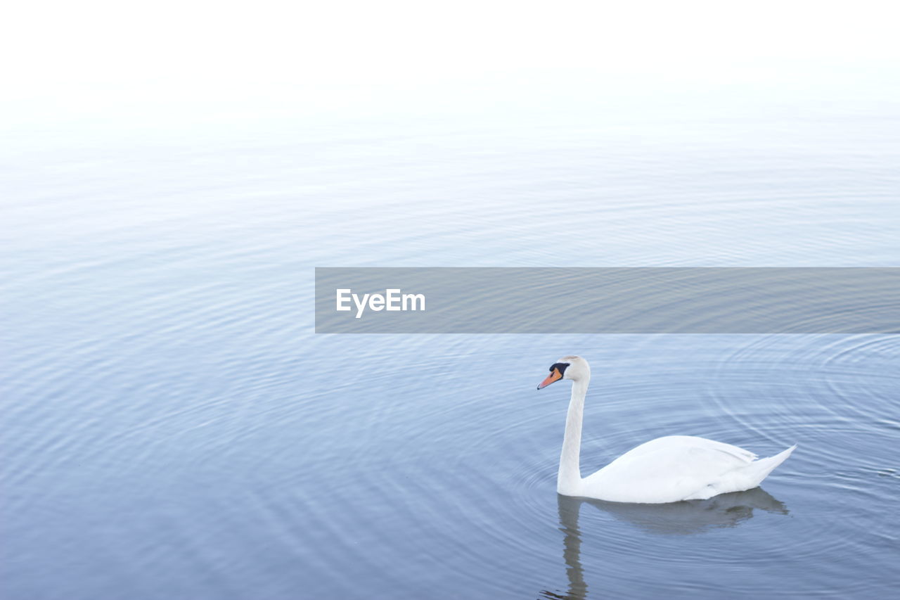 SWAN FLOATING IN LAKE