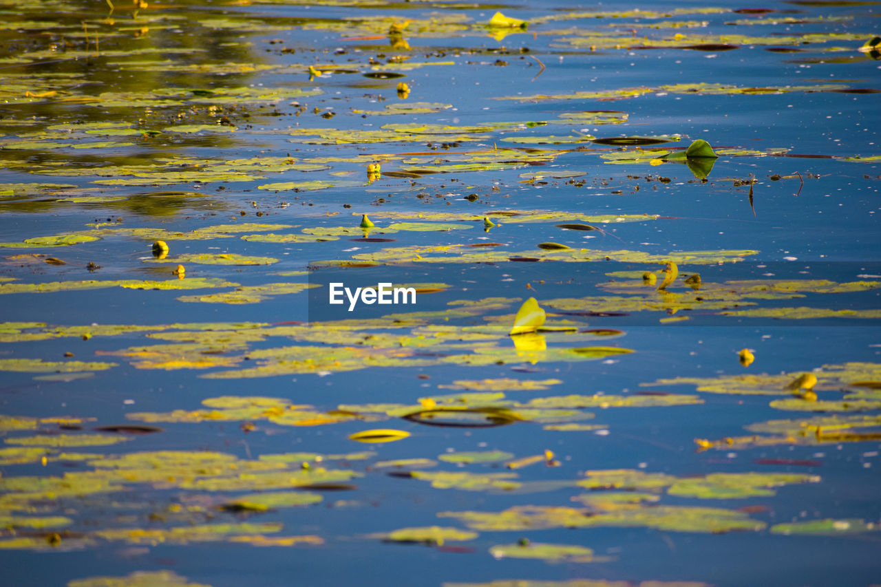 Lilies floating on water