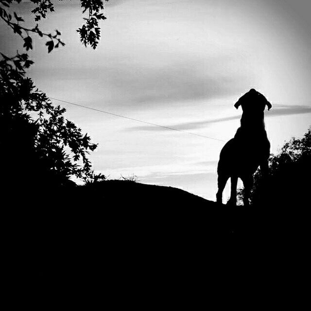 SILHOUETTE OF HORSE AGAINST SKY