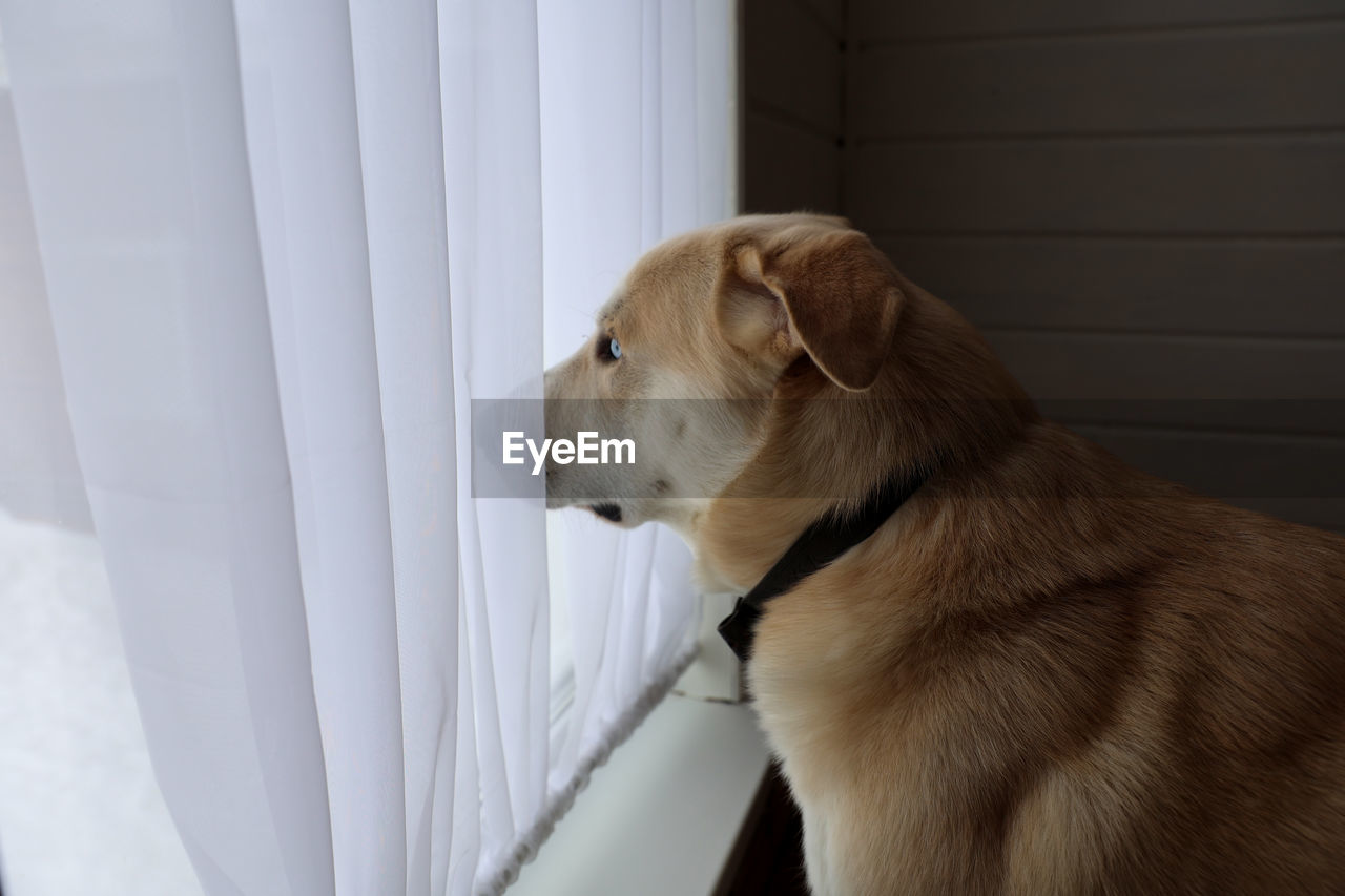 Close-up of a dog looking away