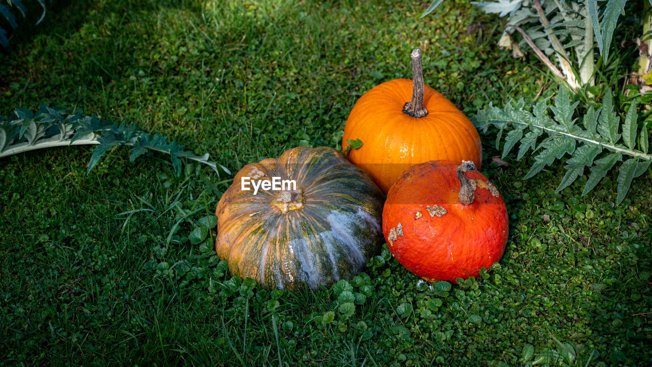 Pumpkin on field with plant leaves. halloween and autumn background. holidays.