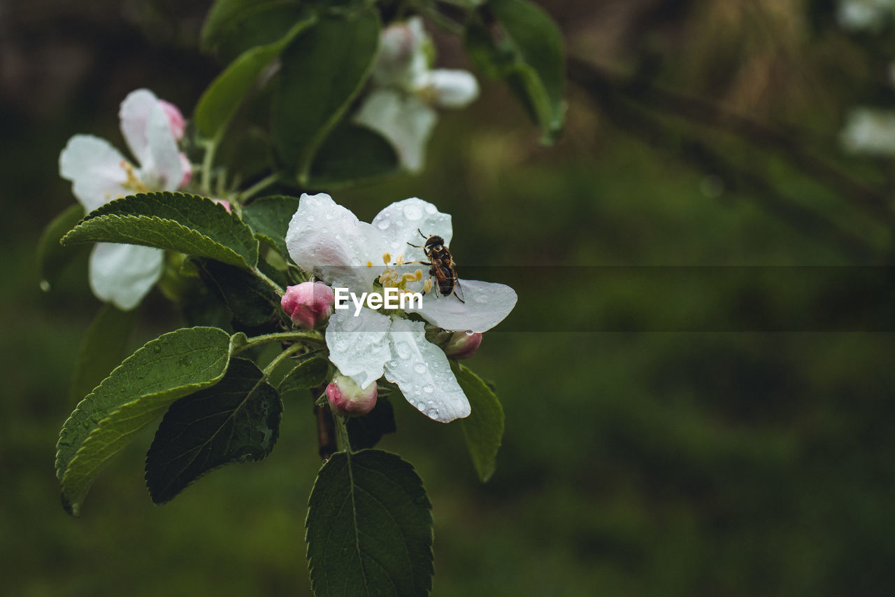 Close-up of white flowering plant.flowering apple tree