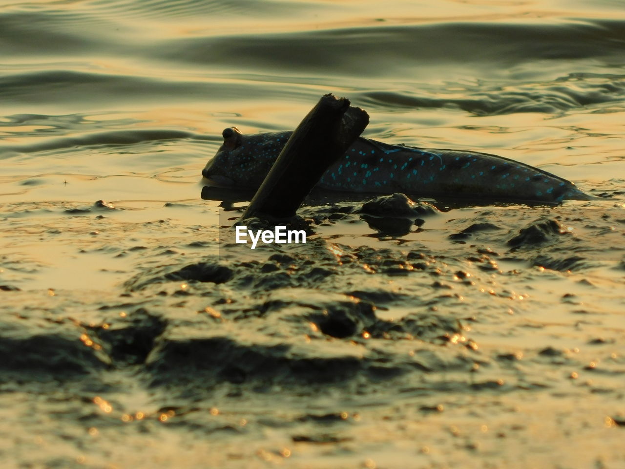 CLOSE-UP OF TURTLE SWIMMING IN SAND