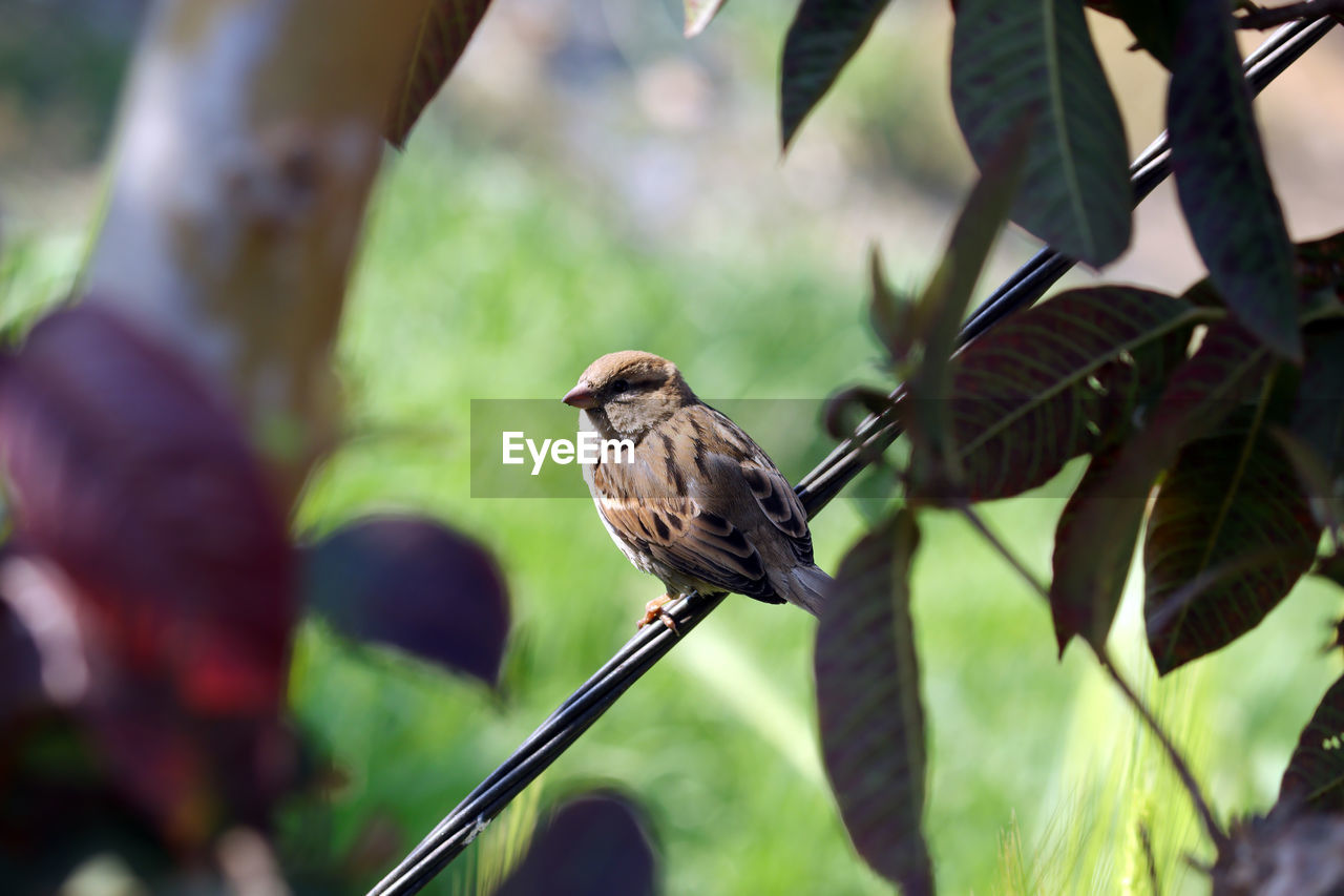 Close-up of bird perching on plant