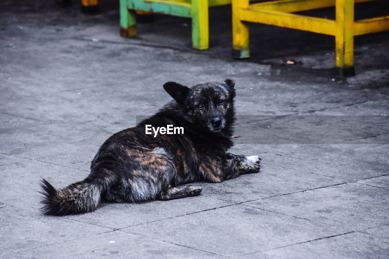 Dog lying on footpath