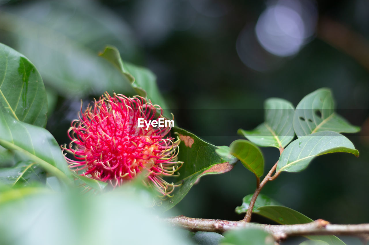 Close-up of red flowering plant