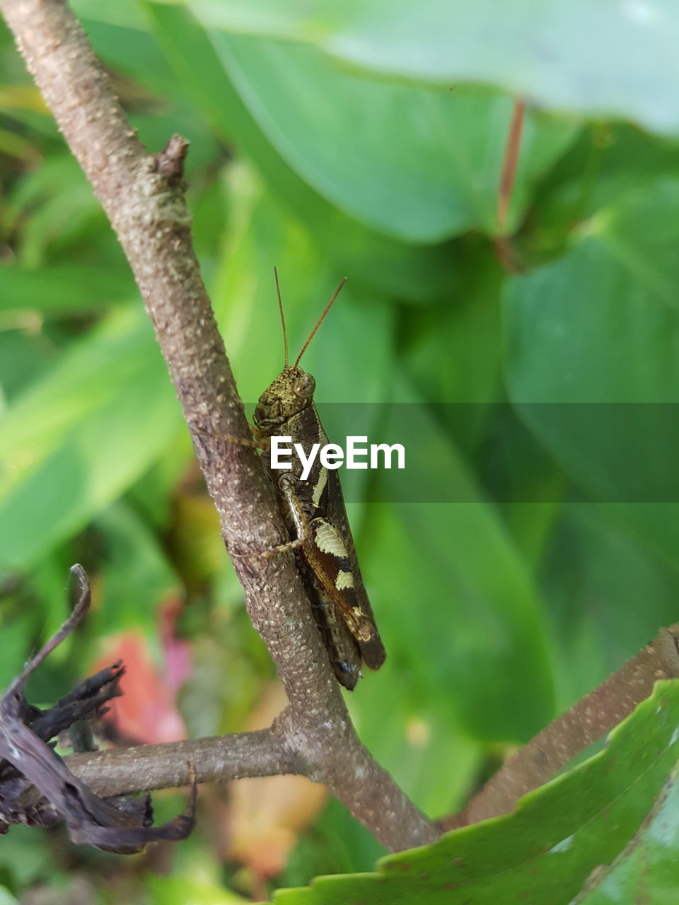 CLOSE-UP OF GRASSHOPPER ON PLANT