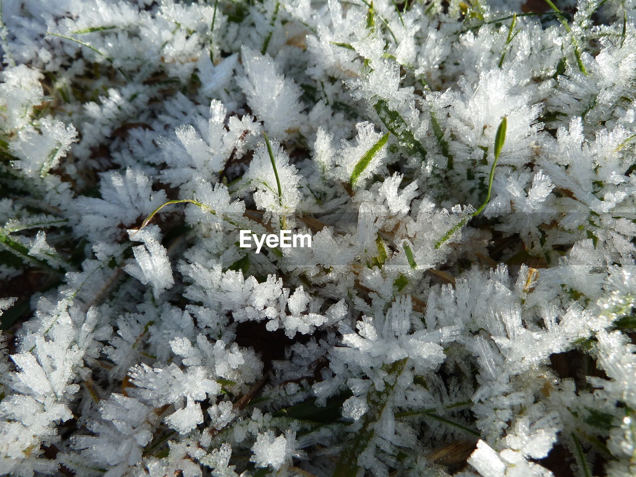 Full frame shot of white flowering plant