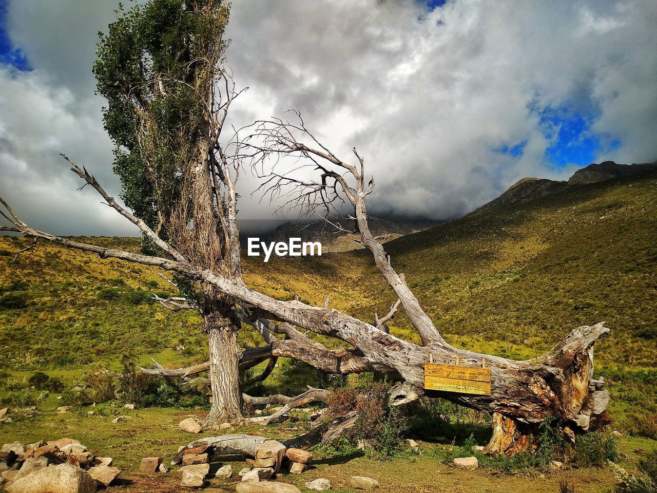 VIEW OF BARE TREE AGAINST CLOUDY SKY