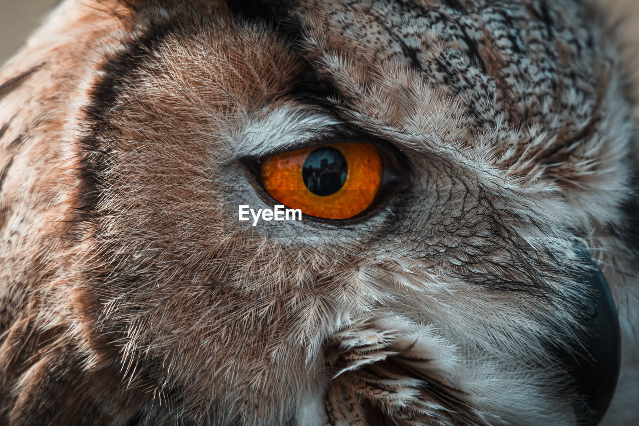 PORTRAIT OF OWL