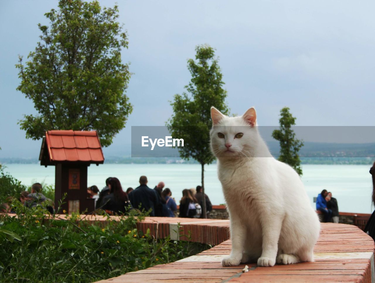 VIEW OF A CAT SITTING BY THE LAKE
