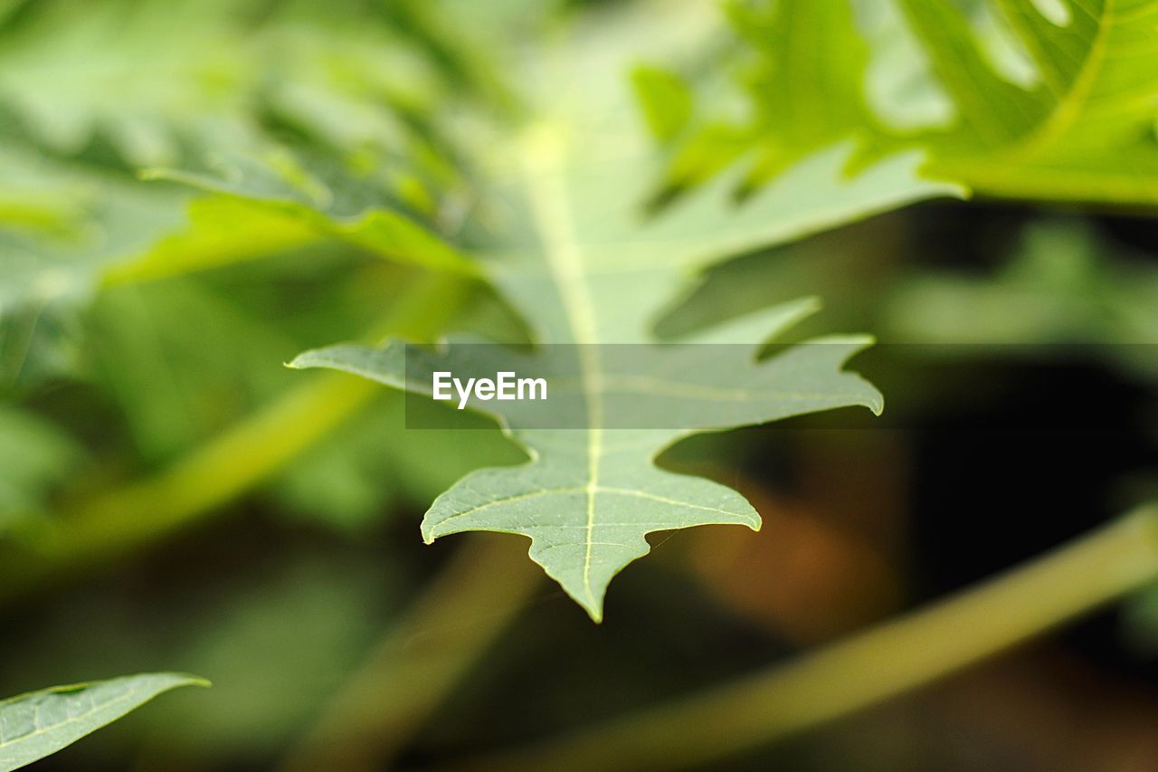 CLOSE-UP OF PLANT LEAVES