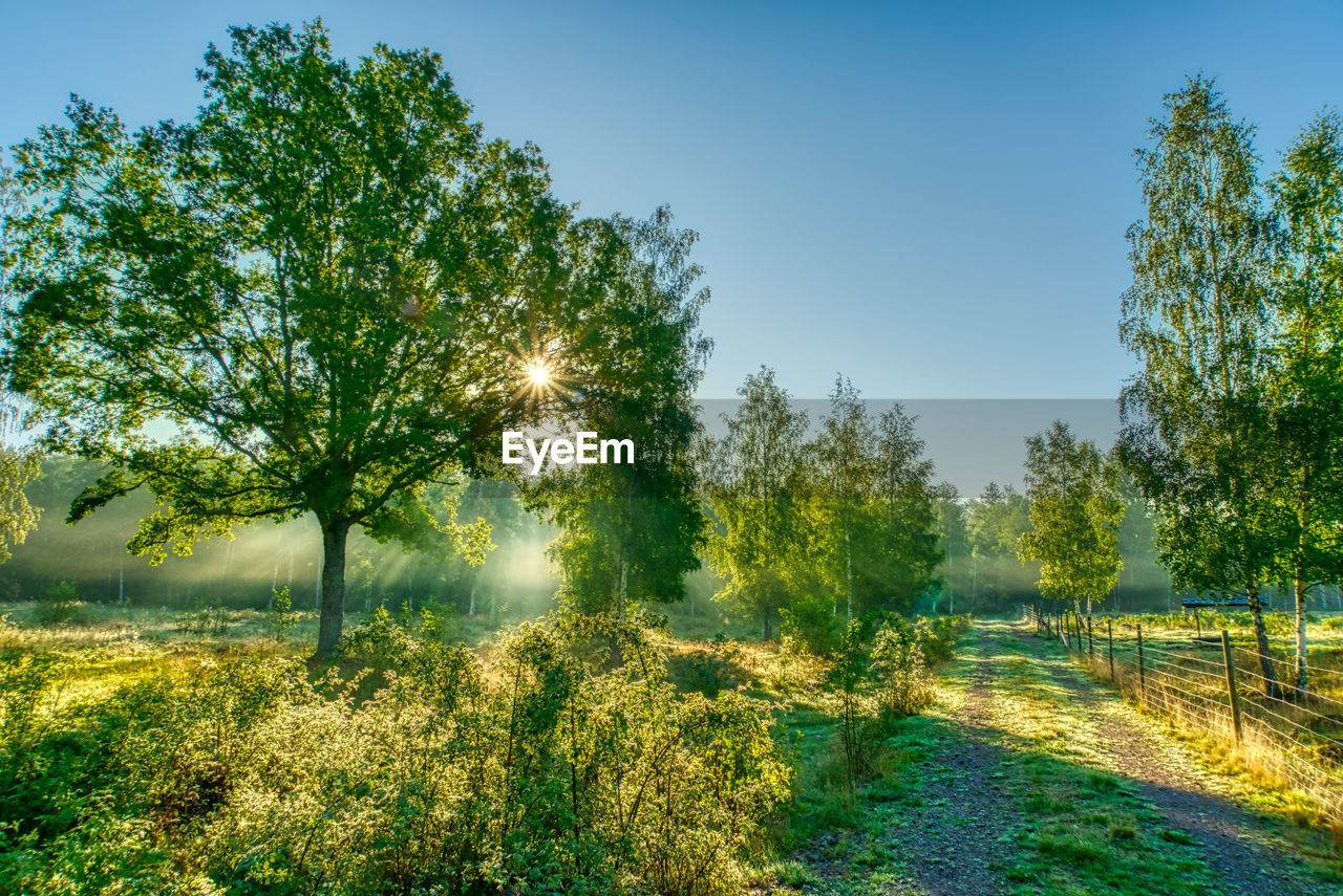 plant, nature, tree, sunlight, sky, green, grass, landscape, environment, beauty in nature, woodland, leaf, autumn, rural area, forest, tranquility, meadow, land, scenics - nature, morning, no people, flower, growth, tranquil scene, blue, field, natural environment, outdoors, summer, rural scene, sun, sunny, non-urban scene, day, clear sky, sunbeam, hill, reflection, idyllic, shadow, water, environmental conservation