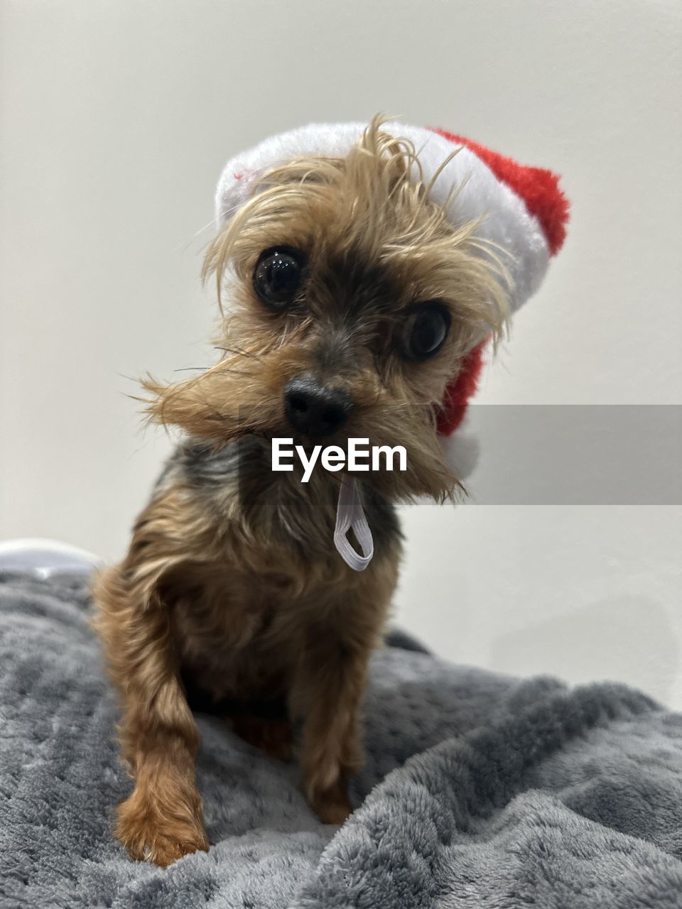 mammal, one animal, animal themes, animal, domestic animals, pet, canine, dog, lap dog, indoors, portrait, terrier, close-up, cute, yorkshire terrier, no people, animal body part, pet clothing, animal hair