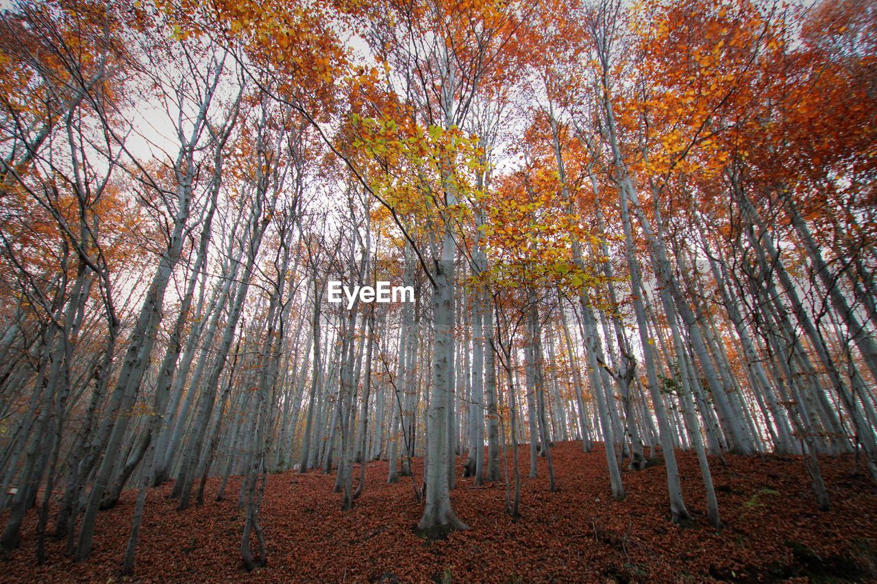 Trees against sky