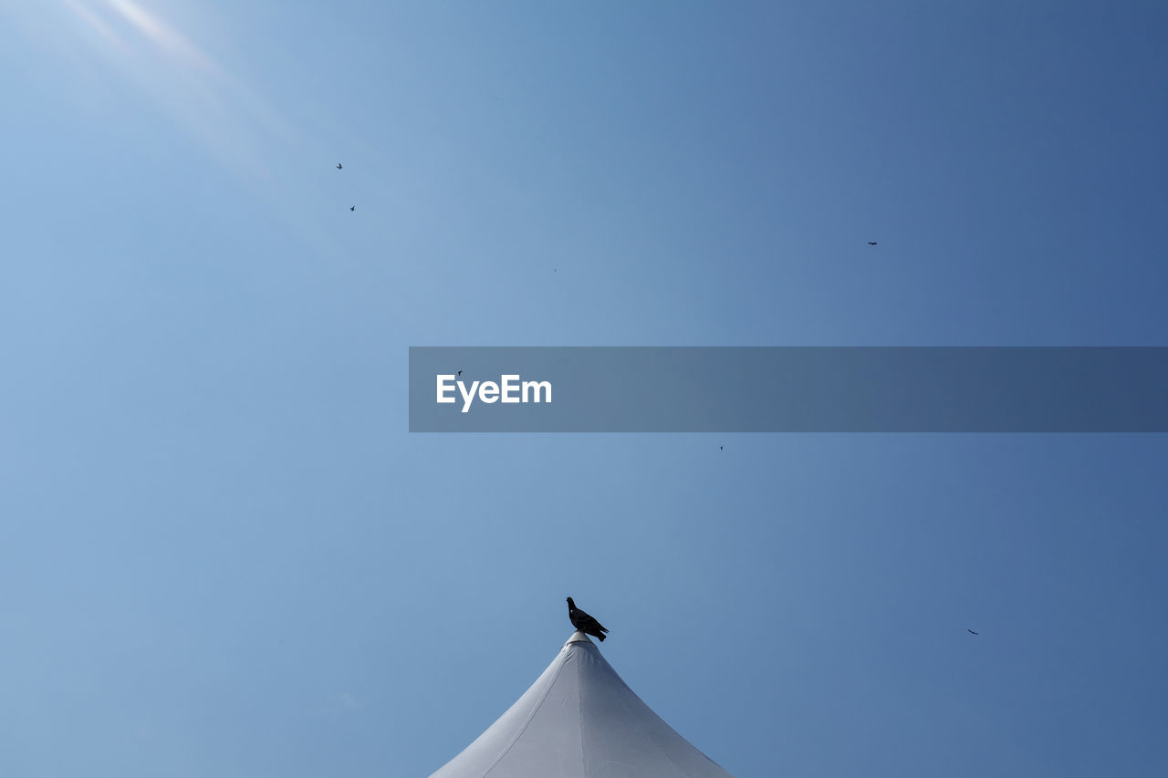 LOW ANGLE VIEW OF A BIRD FLYING IN SKY