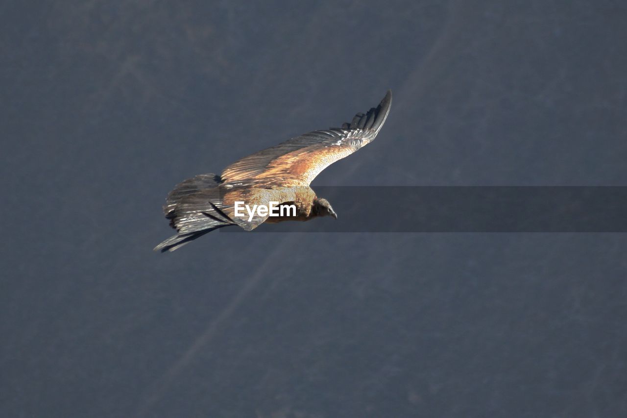 Low angle view of condor flying