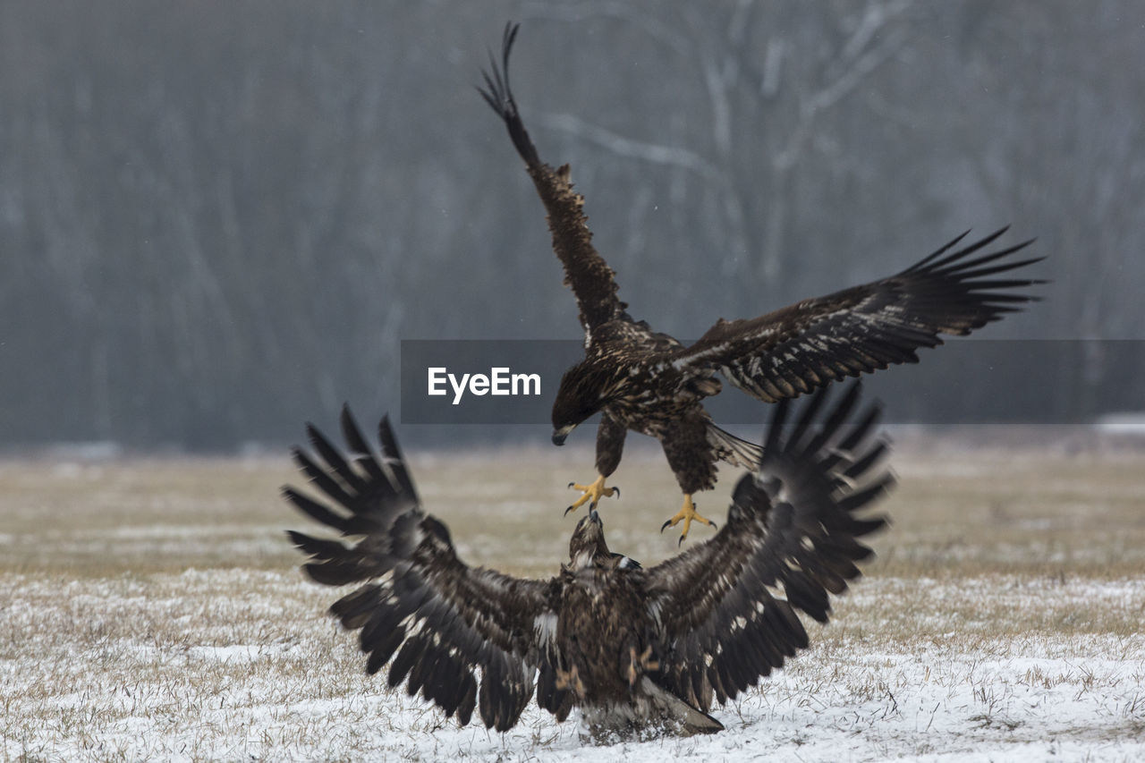 CLOSE-UP OF EAGLE FLYING OVER THE FIELD