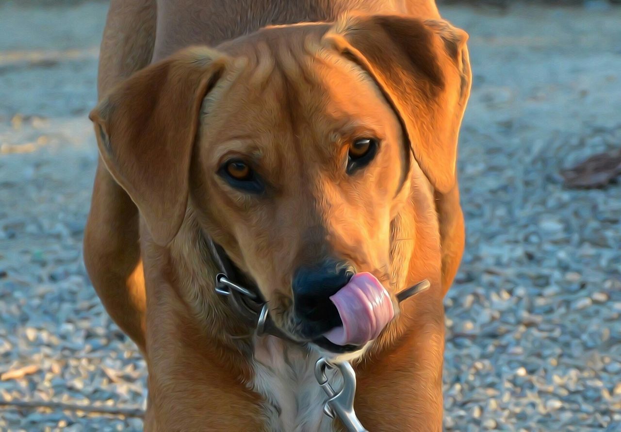 CLOSE-UP PORTRAIT OF DOG IN WATER