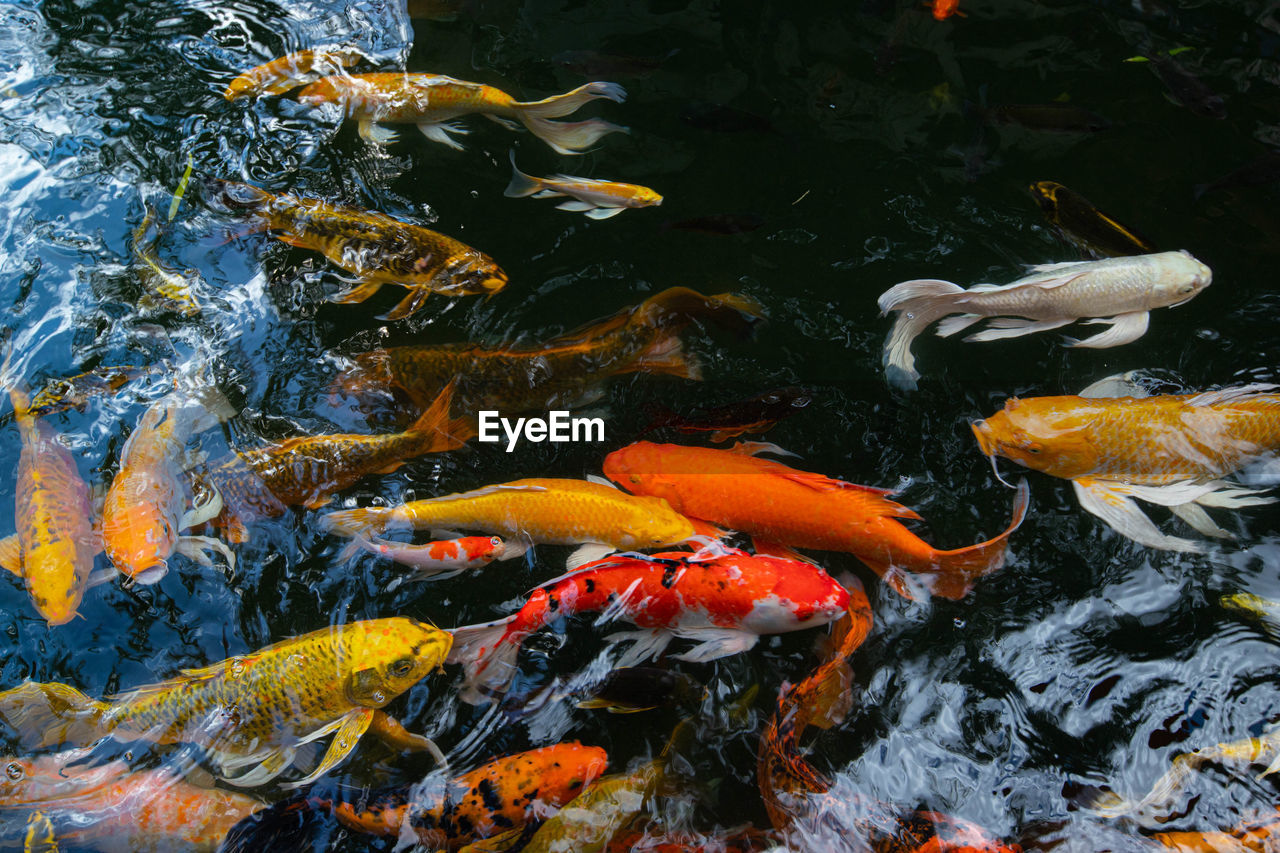 High angle view of koi carps swimming in pond