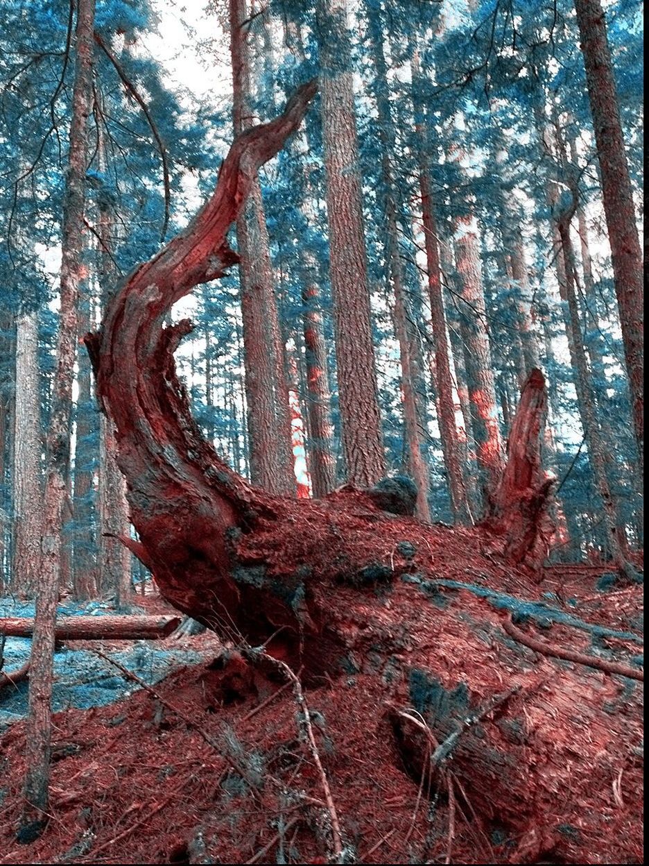 Broken wooden structure in forest