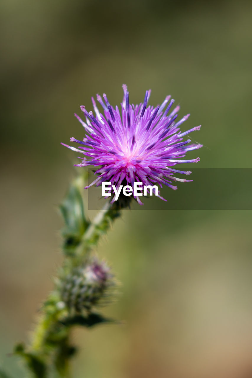 CLOSE-UP OF PURPLE FLOWER