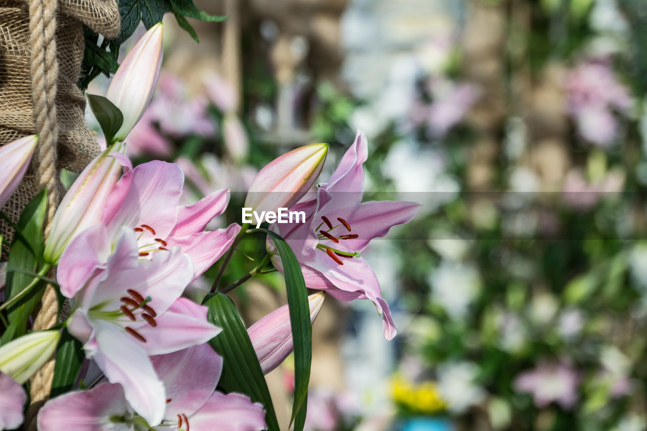 Close-up of pink flowering plant