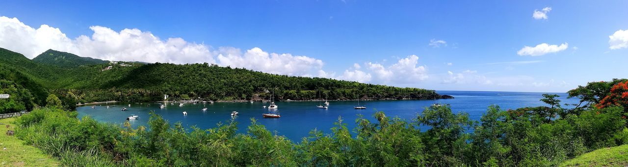 Panoramic view of plants against sky