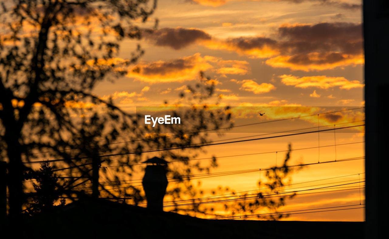 SILHOUETTE OF TREES AGAINST SKY DURING SUNSET