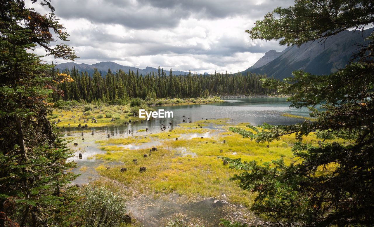 Marshlands scene shot at upper kananaskis lake trail, alberta, canada