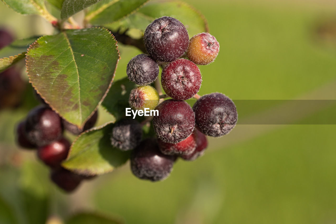 CLOSE-UP OF STRAWBERRIES ON TREE