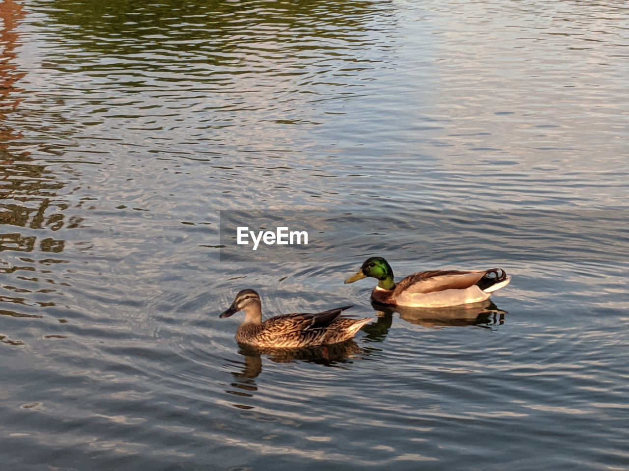 DUCKS IN LAKE