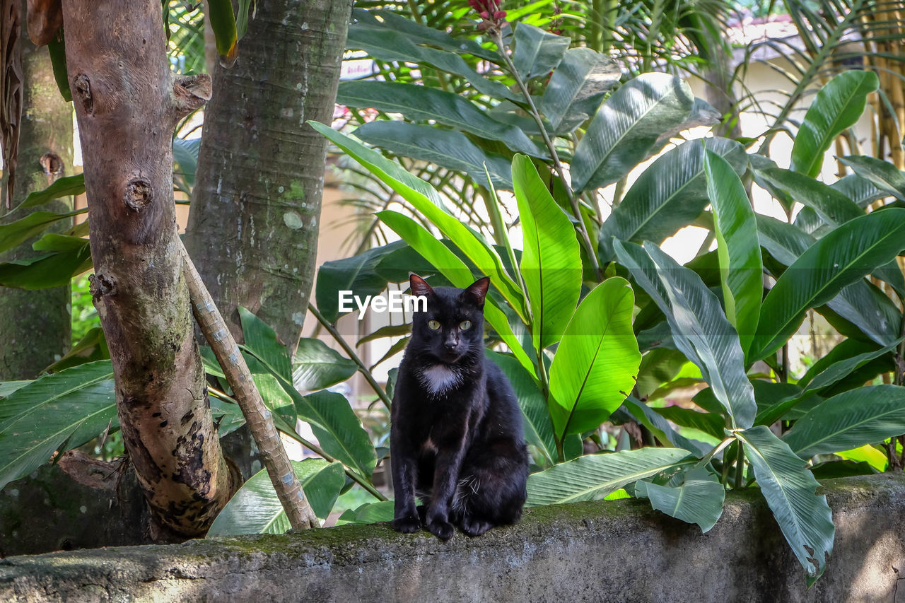 Portrait of black cat sitting on tree