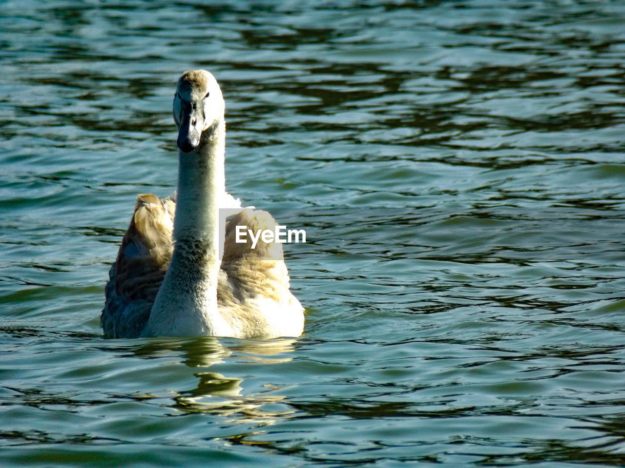 Swan swimming in lake