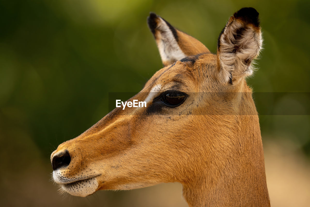 Close-up of female common impala in profile
