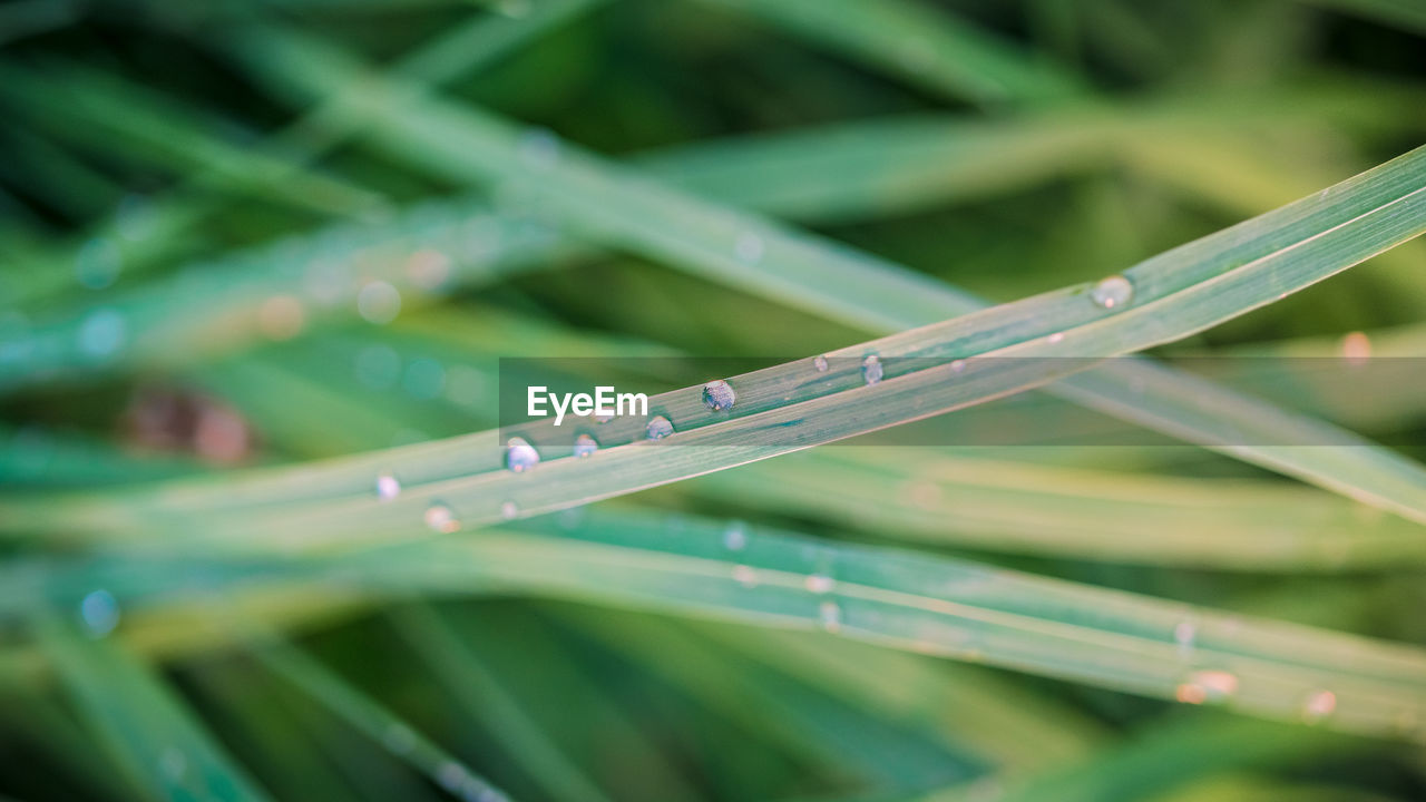 WATER DROPS ON GRASS