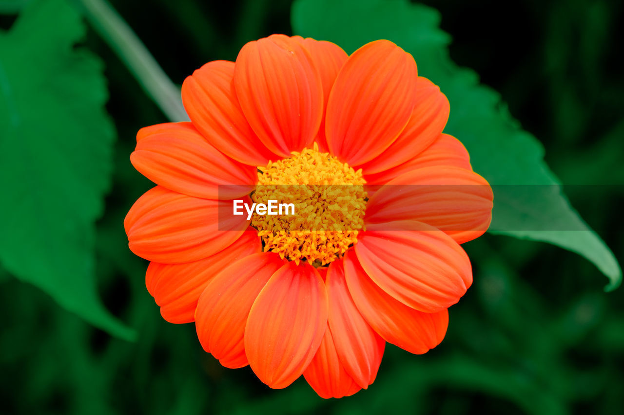 Close-up of orange flower